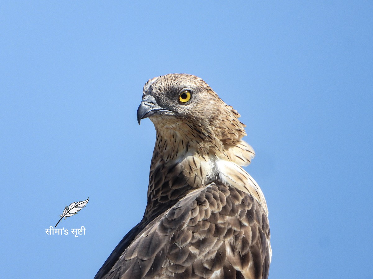 Хохлатый осоед - ML646690359