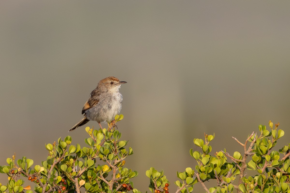 Gray-backed Cisticola - ML646690360