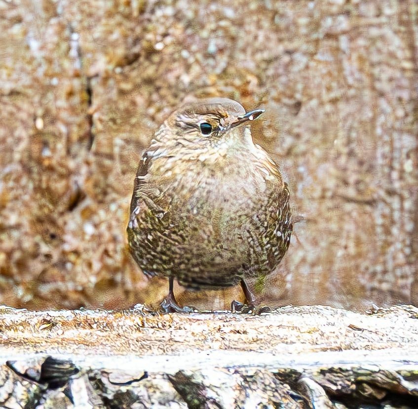 フユミソサザイ - ML646690362