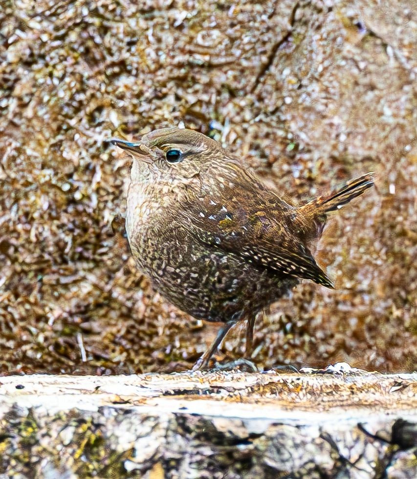 フユミソサザイ - ML646690371