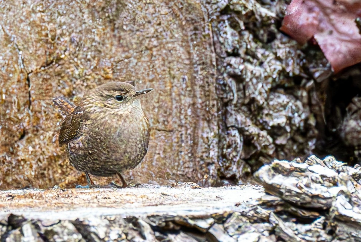 フユミソサザイ - ML646690373