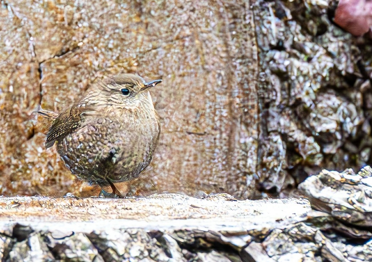 フユミソサザイ - ML646690378