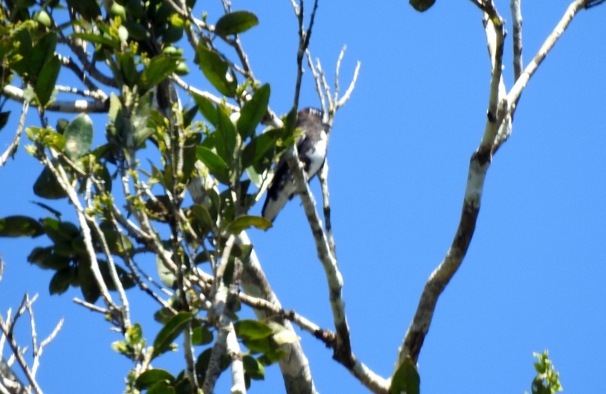 White-browed Purpletuft - ML646690383