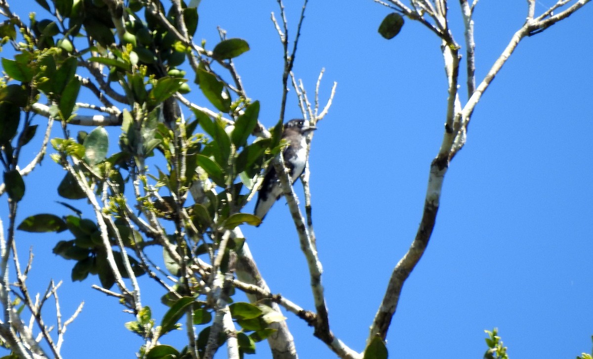 White-browed Purpletuft - ML646690384