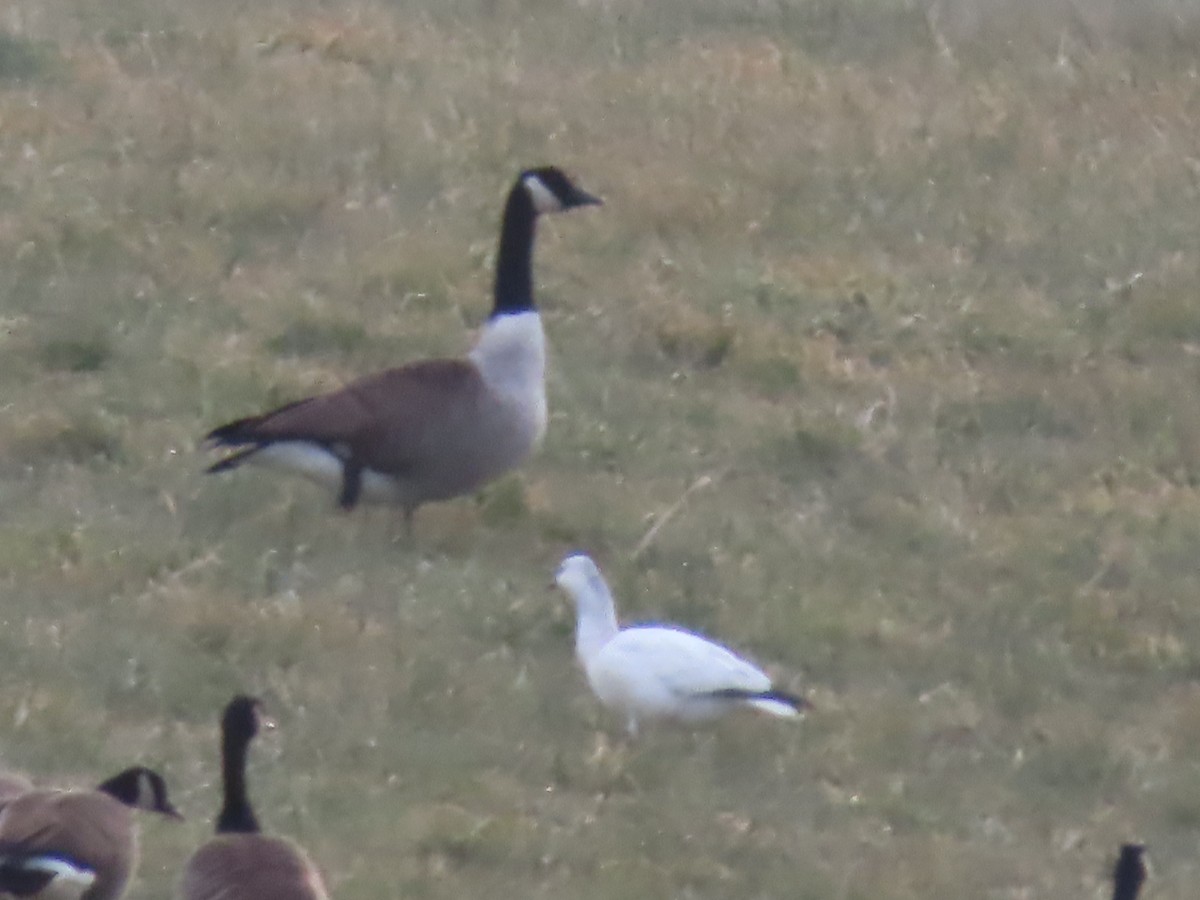 Ross's Goose - ML646690390