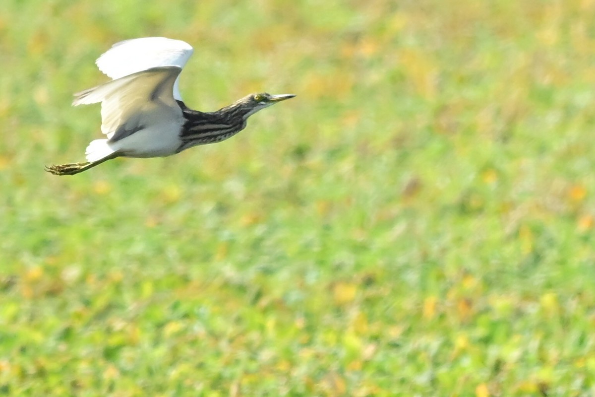Chinese Pond-Heron - ML646690391