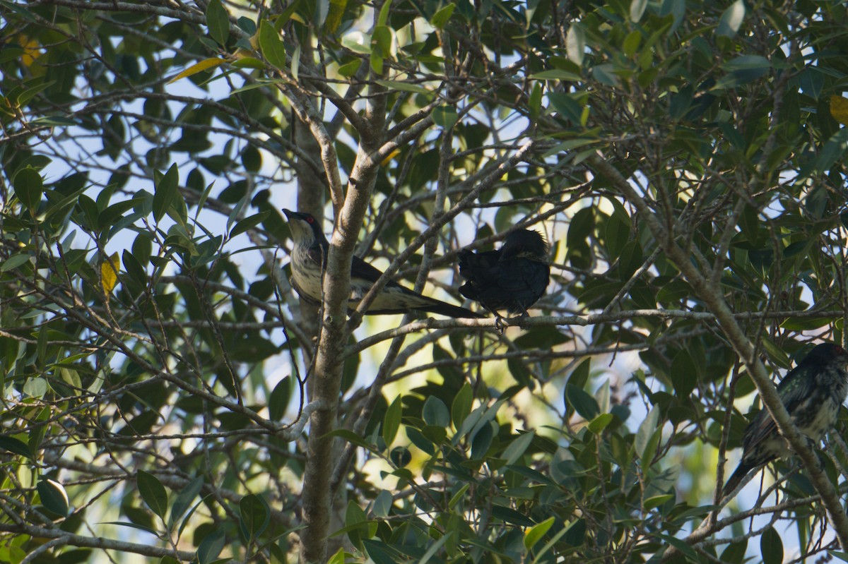 Metallic Starling - ML646690396