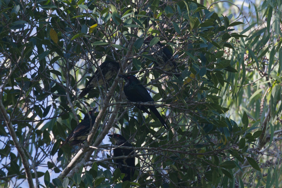 Metallic Starling - ML646690397