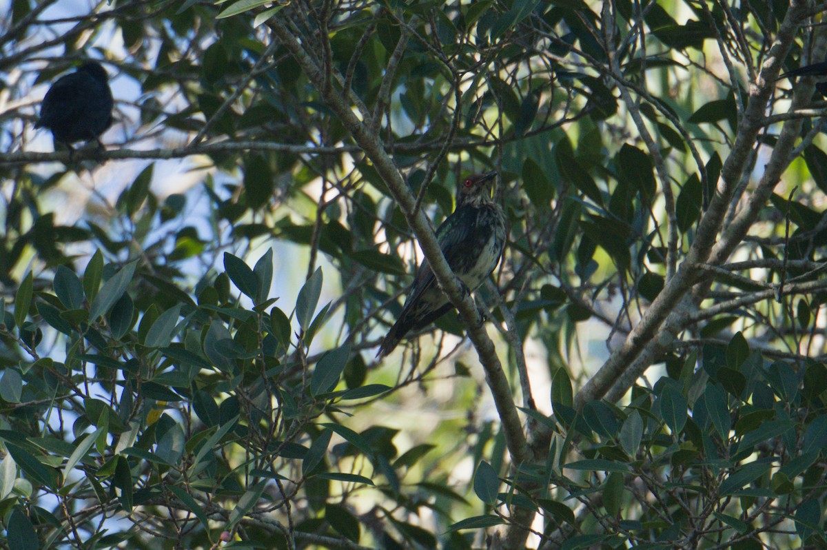 Metallic Starling - ML646690398