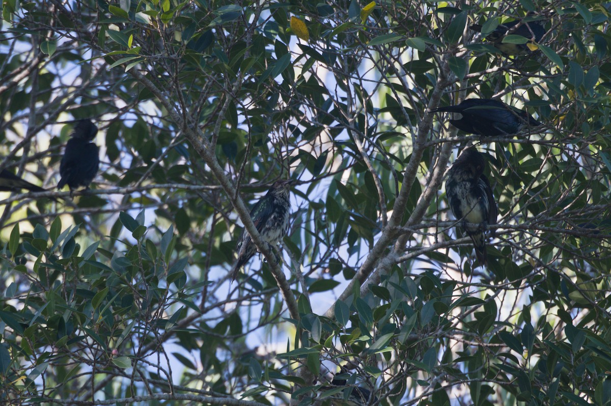 Metallic Starling - ML646690399