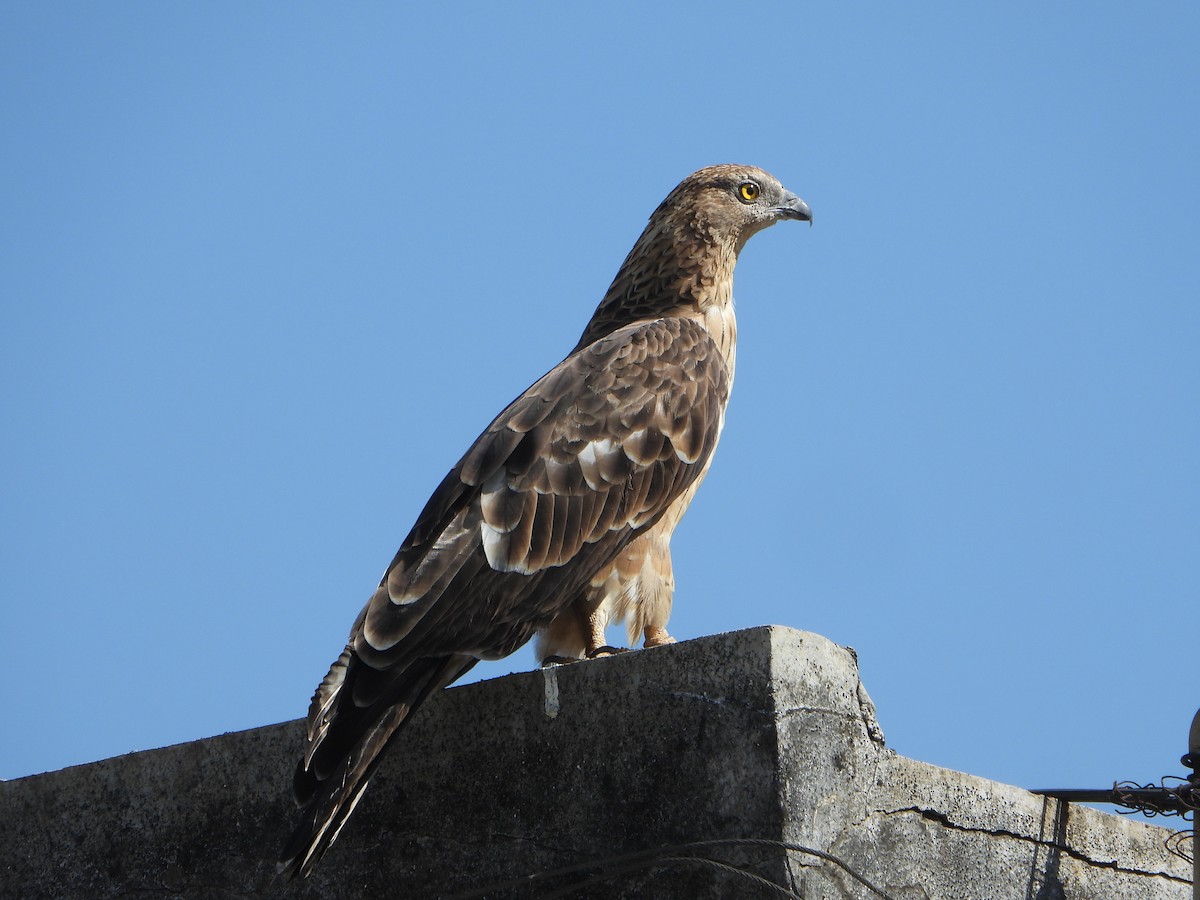 Хохлатый осоед - ML646690412