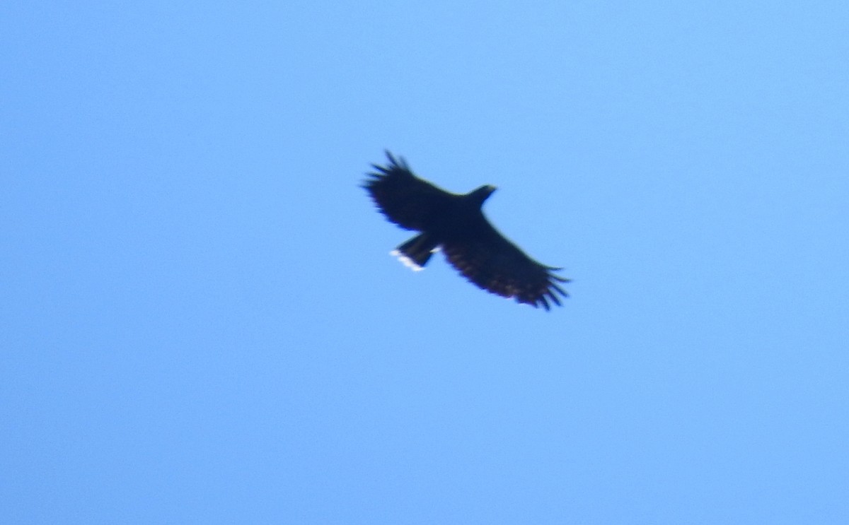 Great Black Hawk - ML646690437