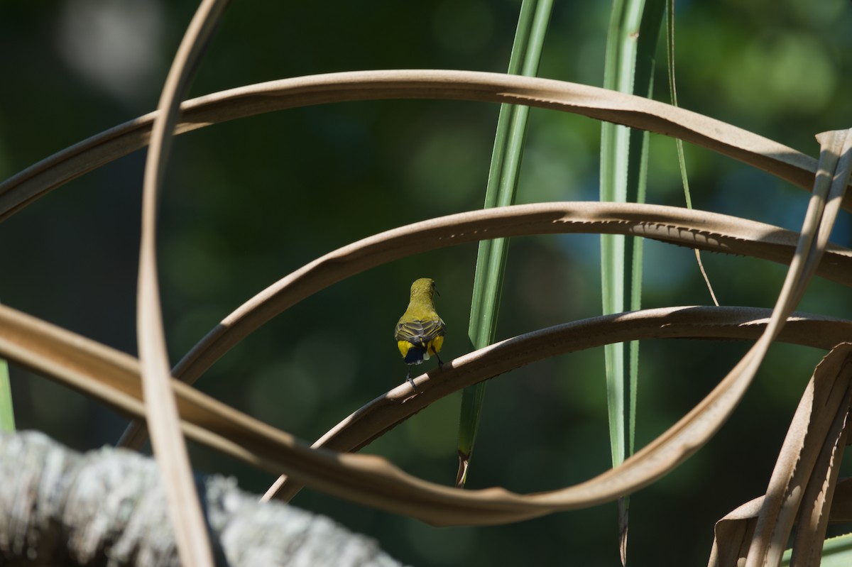 Sahul Sunbird - ML646690440