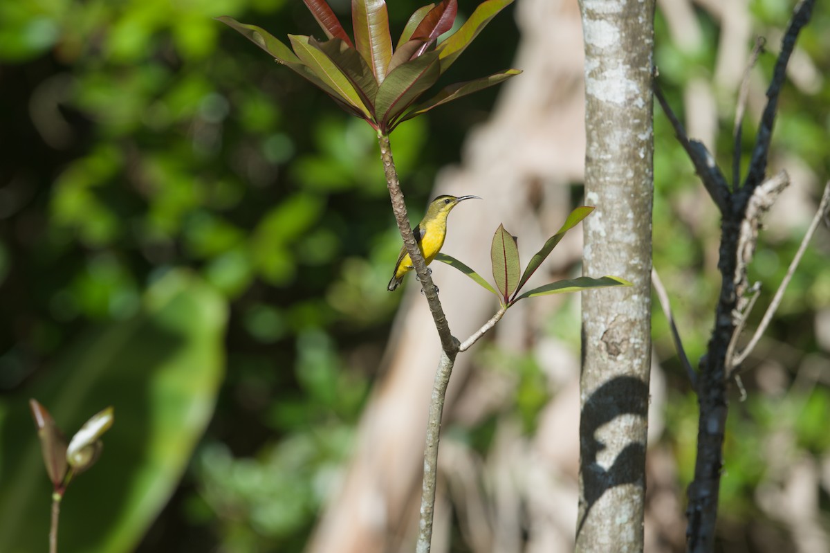 Sahul Sunbird - ML646690441