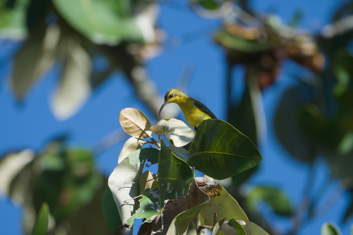 Sahul Sunbird - ML646690442