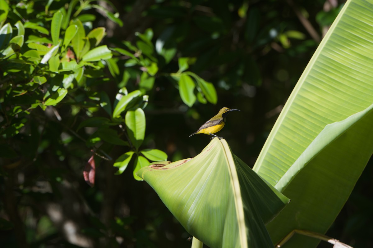 Sahul Sunbird - ML646690443