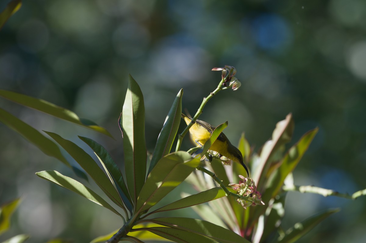 Sahul Sunbird - ML646690444