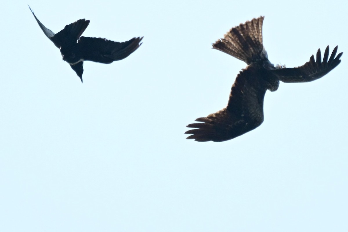 Black Kite - ML646690447