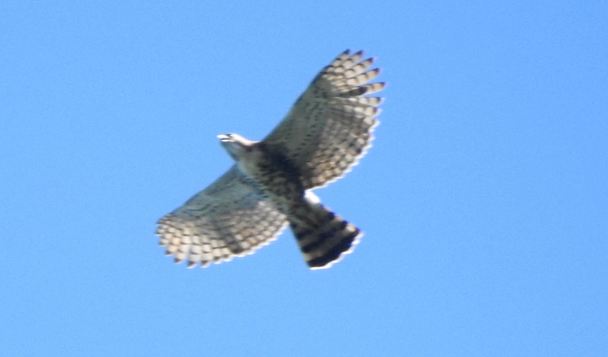 orel zdobený - ML646690449