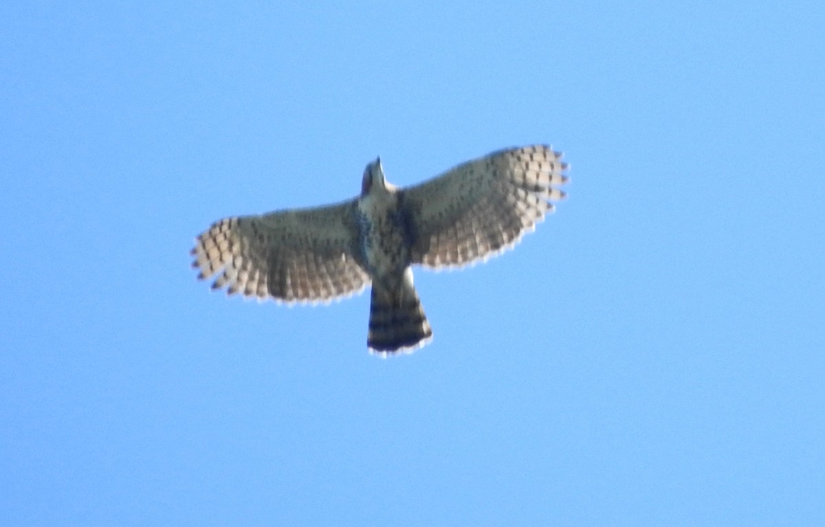 orel zdobený - ML646690451