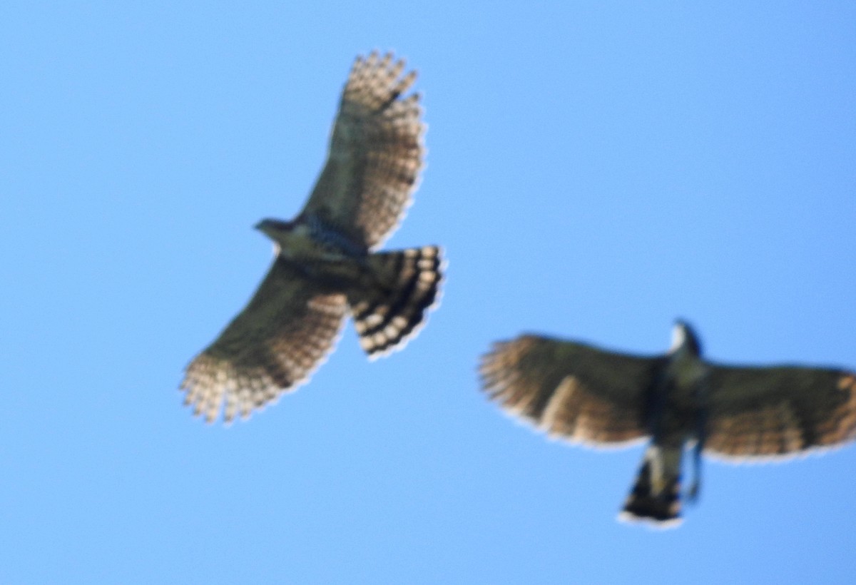 orel zdobený - ML646690455