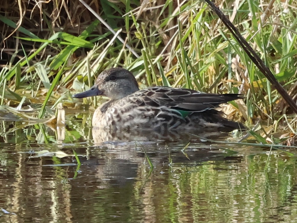 Çamurcun - ML646690457