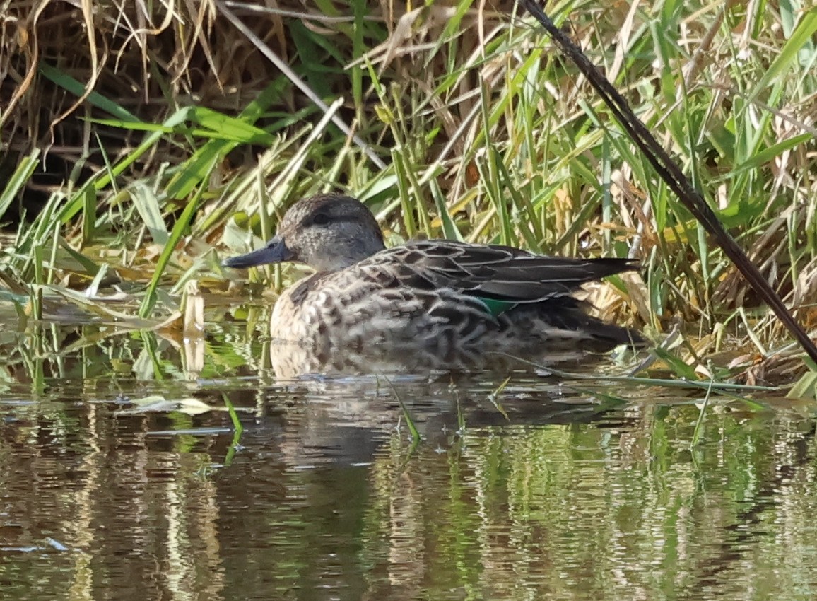 Çamurcun - ML646690458