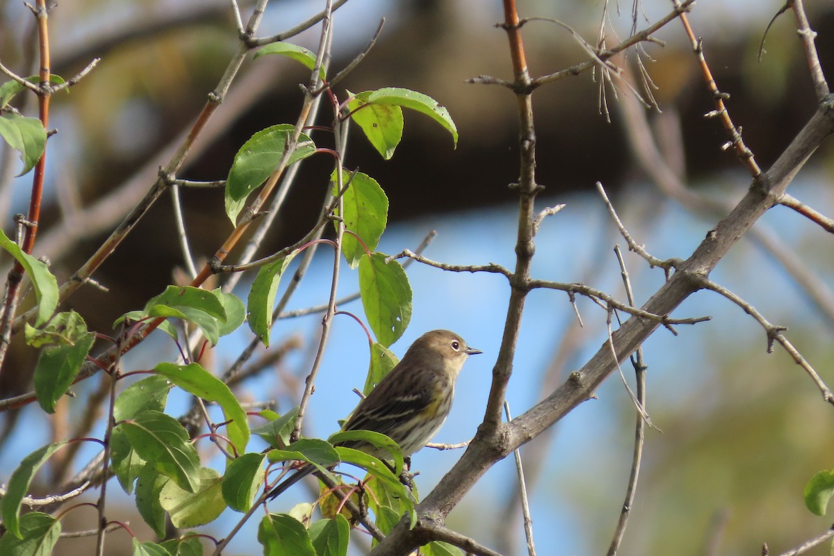 Yellow-rumped Warbler - ML646690459