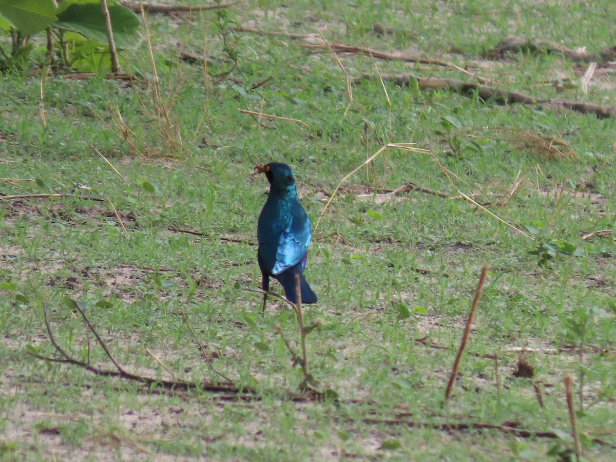 Greater Blue-eared Starling - ML646690460