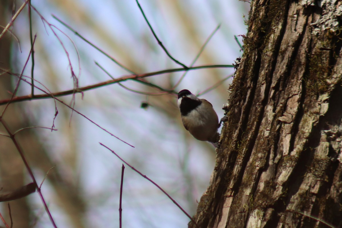 Каролинская гаичка - ML646690462