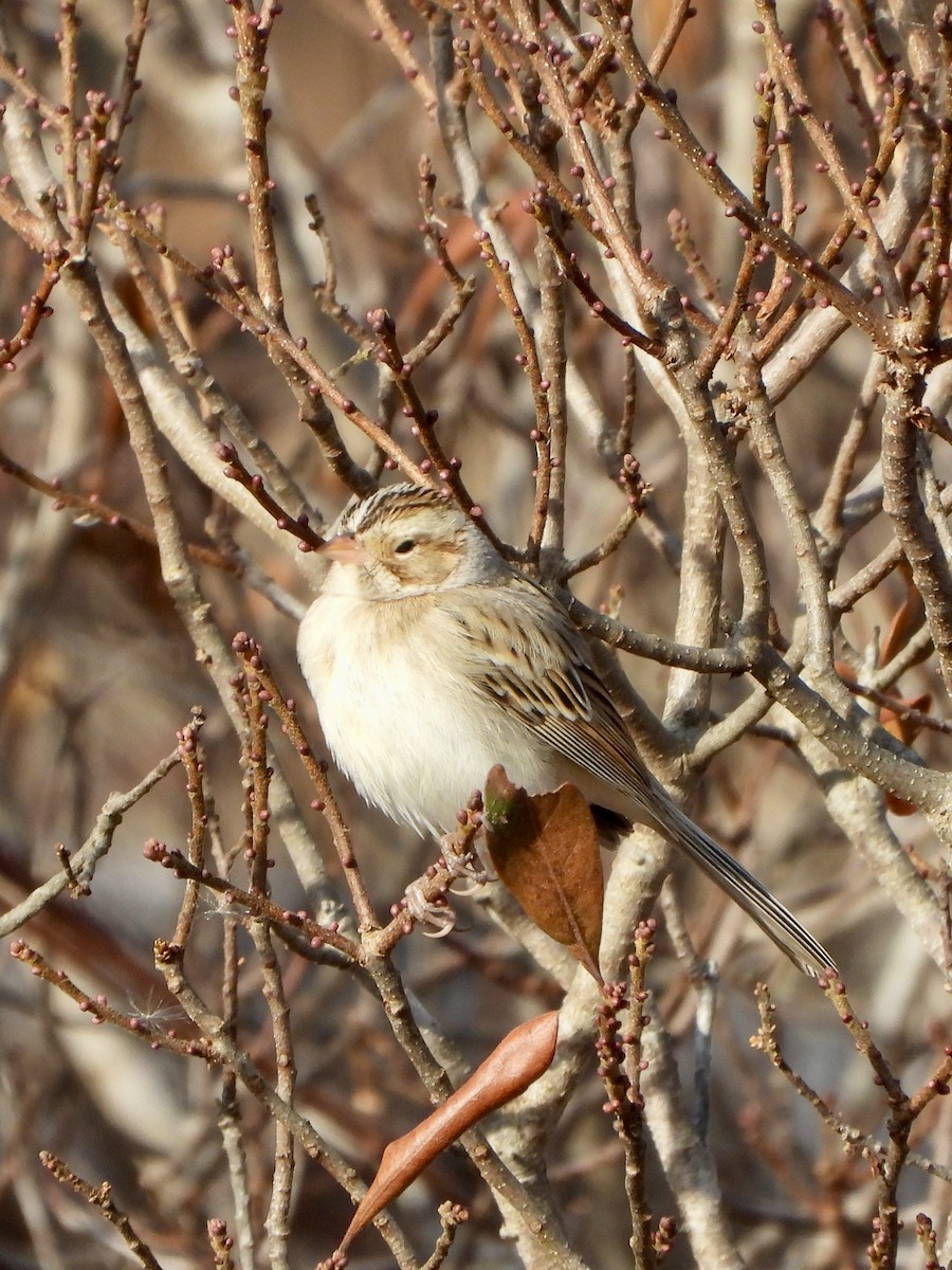 grånakkespurv - ML646690479