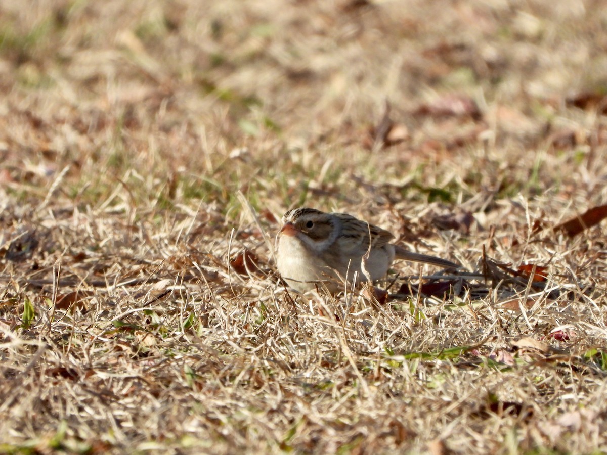 grånakkespurv - ML646690480