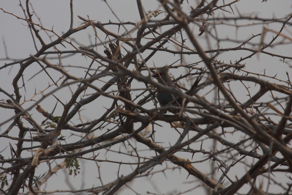 Red-faced Mousebird - ML646690485