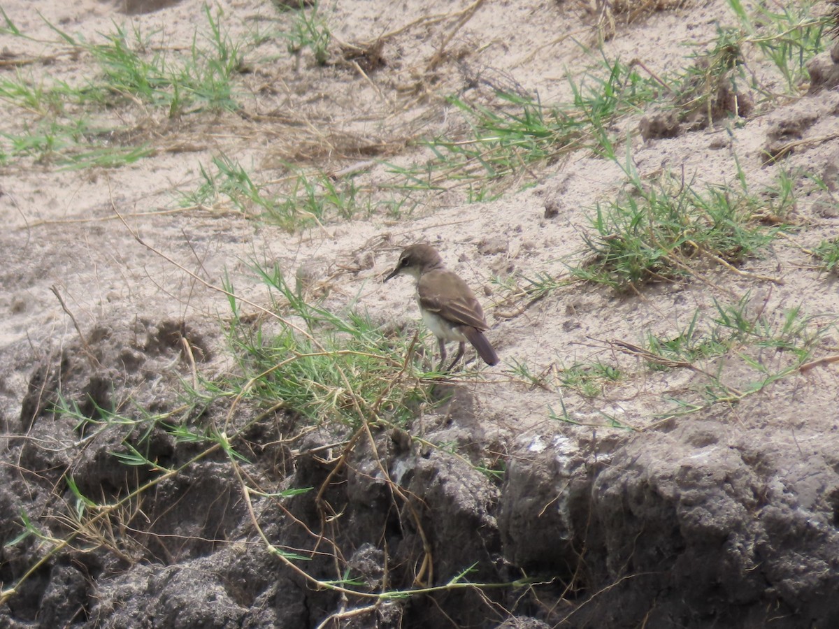 Lurmuturreko buztanikara - ML646690487