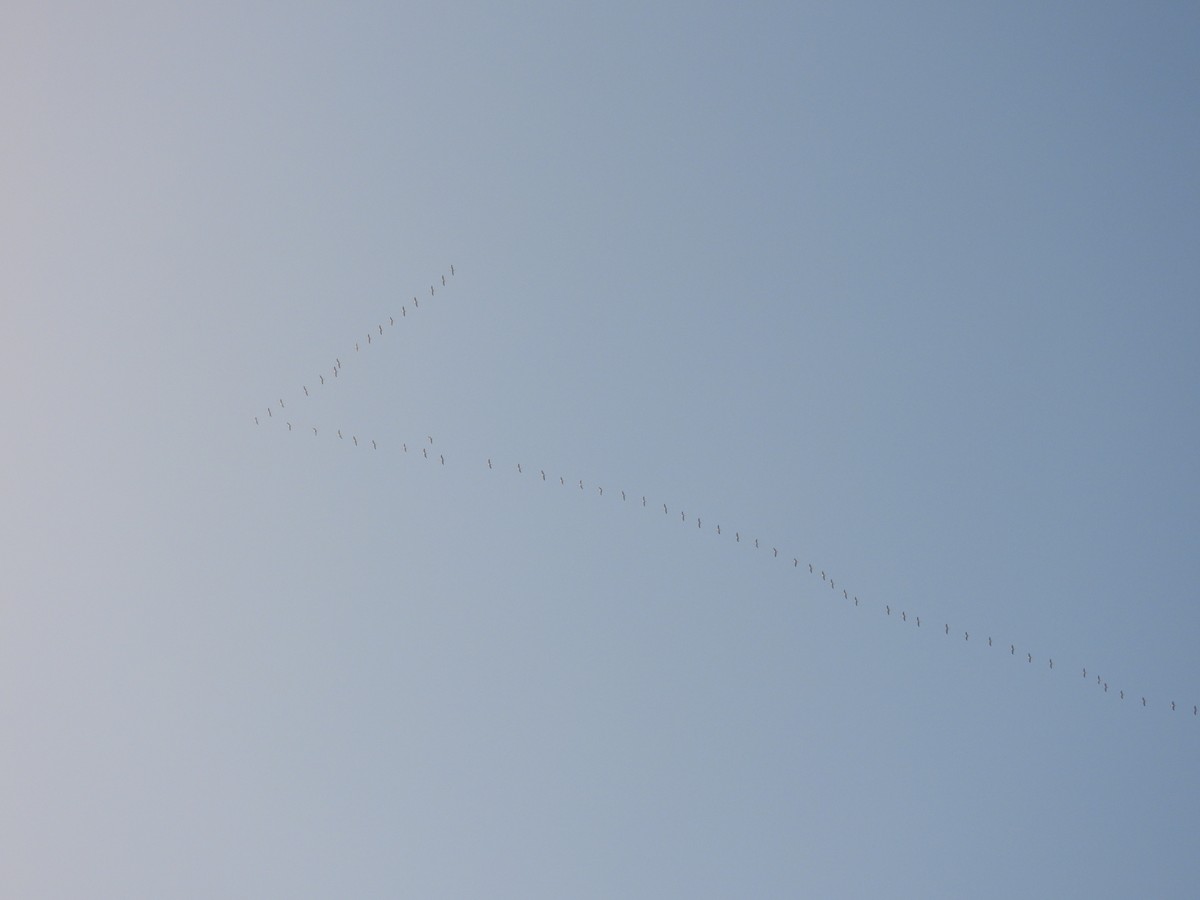 Common Crane - ML646690488