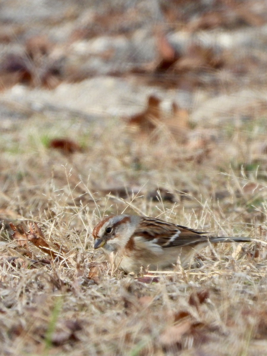 bjørkespurv - ML646690490