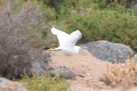 Snowy Egret - ML646690495