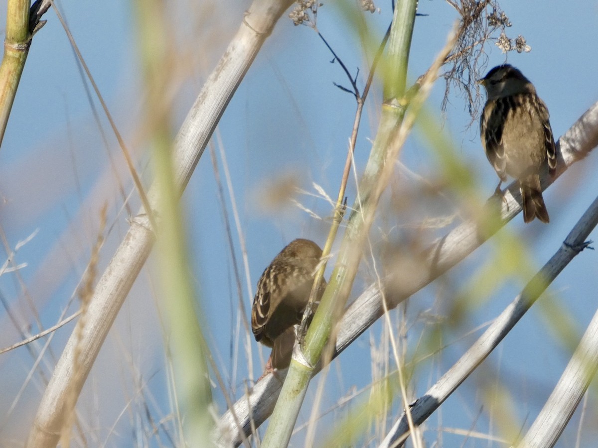 Porsuk Serçesi - ML646690498