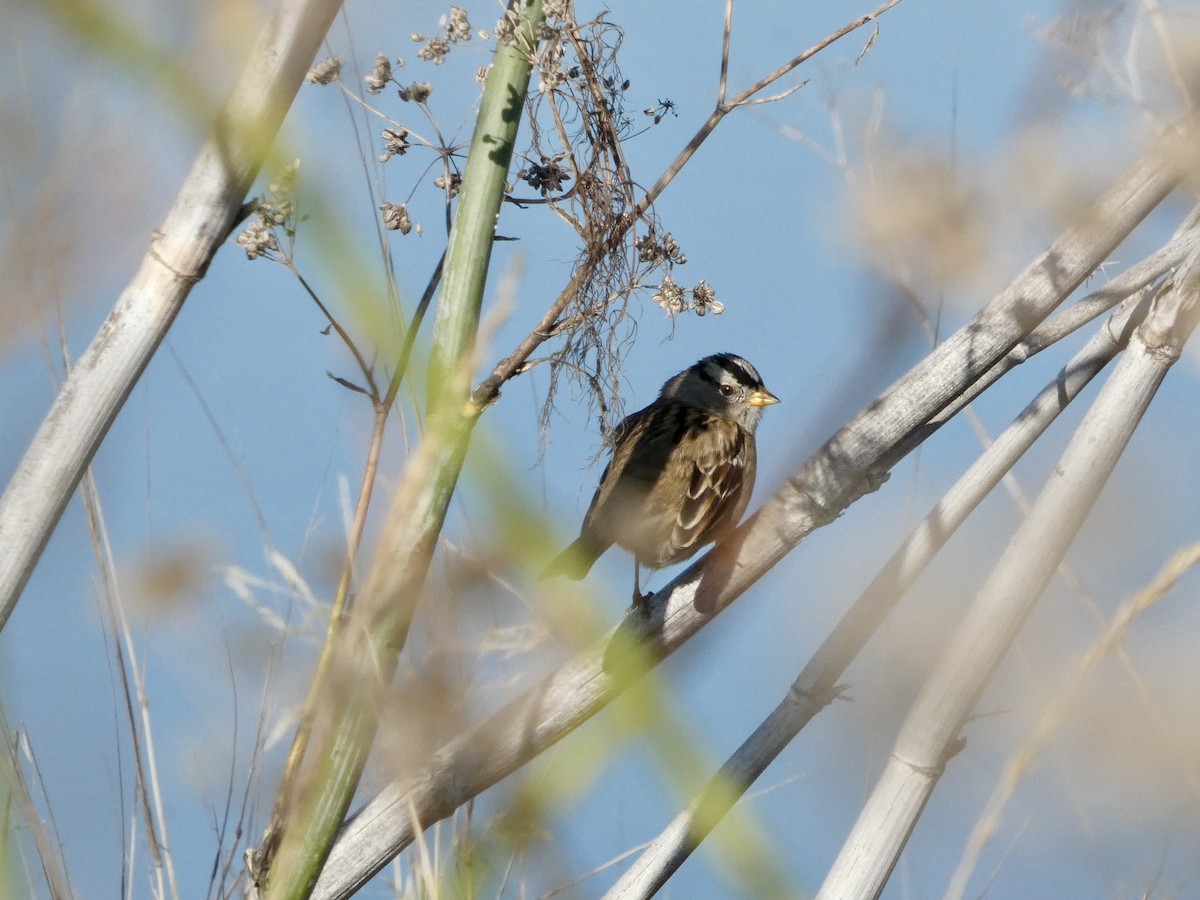 Porsuk Serçesi - ML646690499