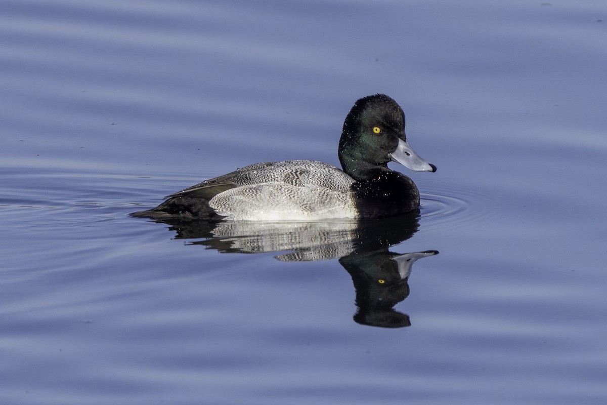 コスズガモ - ML646690500