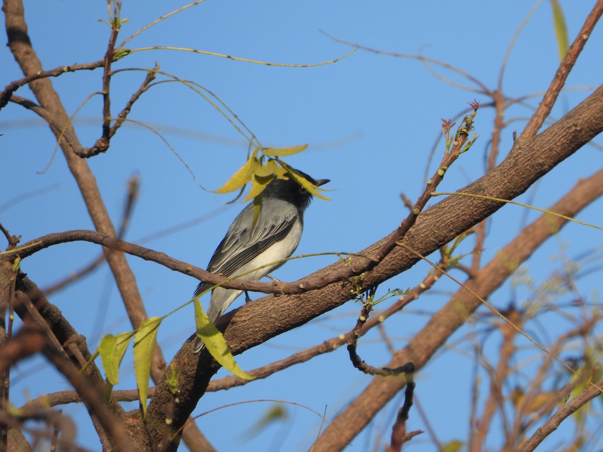 Чернокрылый личинкоед-свистун - ML646690501