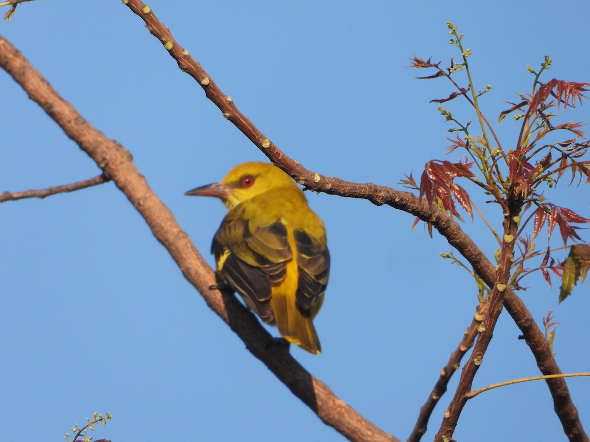 Indian Golden Oriole - ML646690503