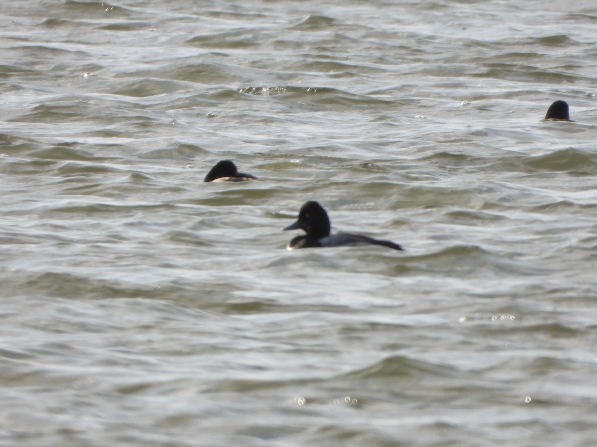 コスズガモ - ML646690504