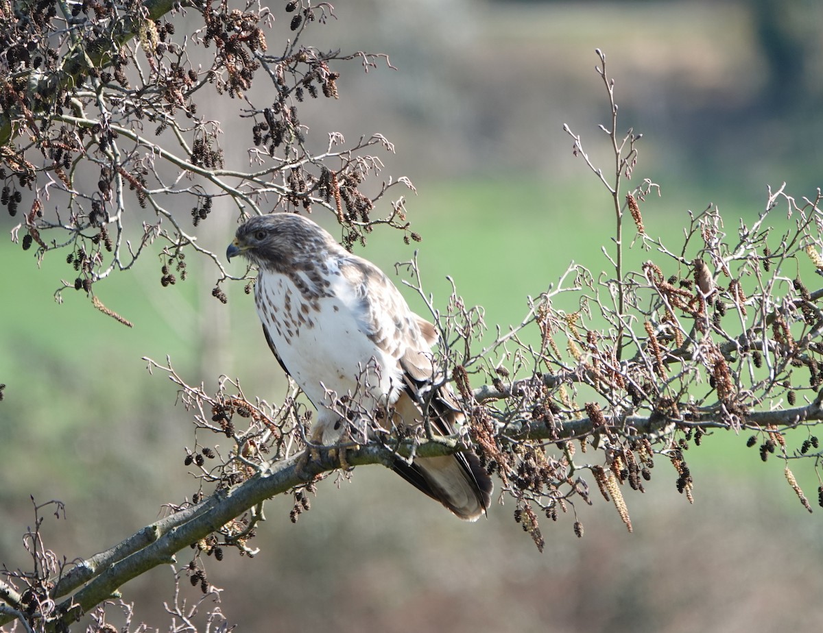 Common Buzzard (Western) - ML646690505