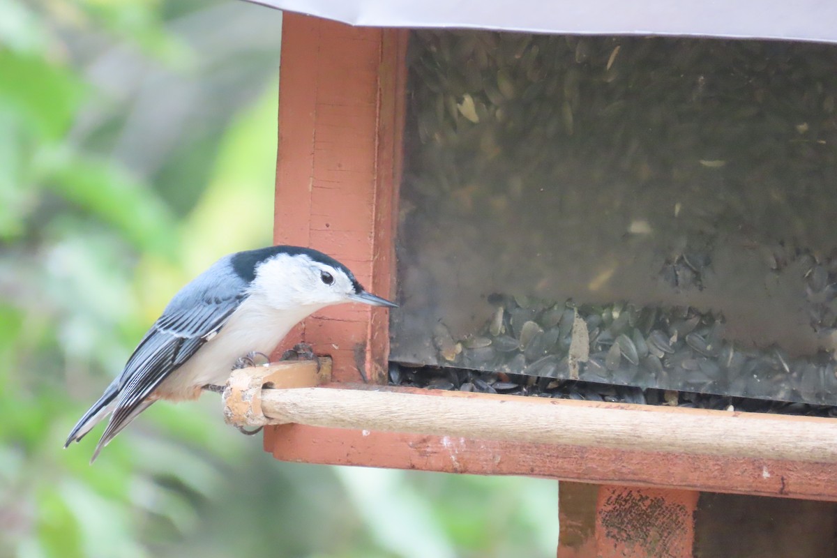 White-breasted Nuthatch - ML646690515