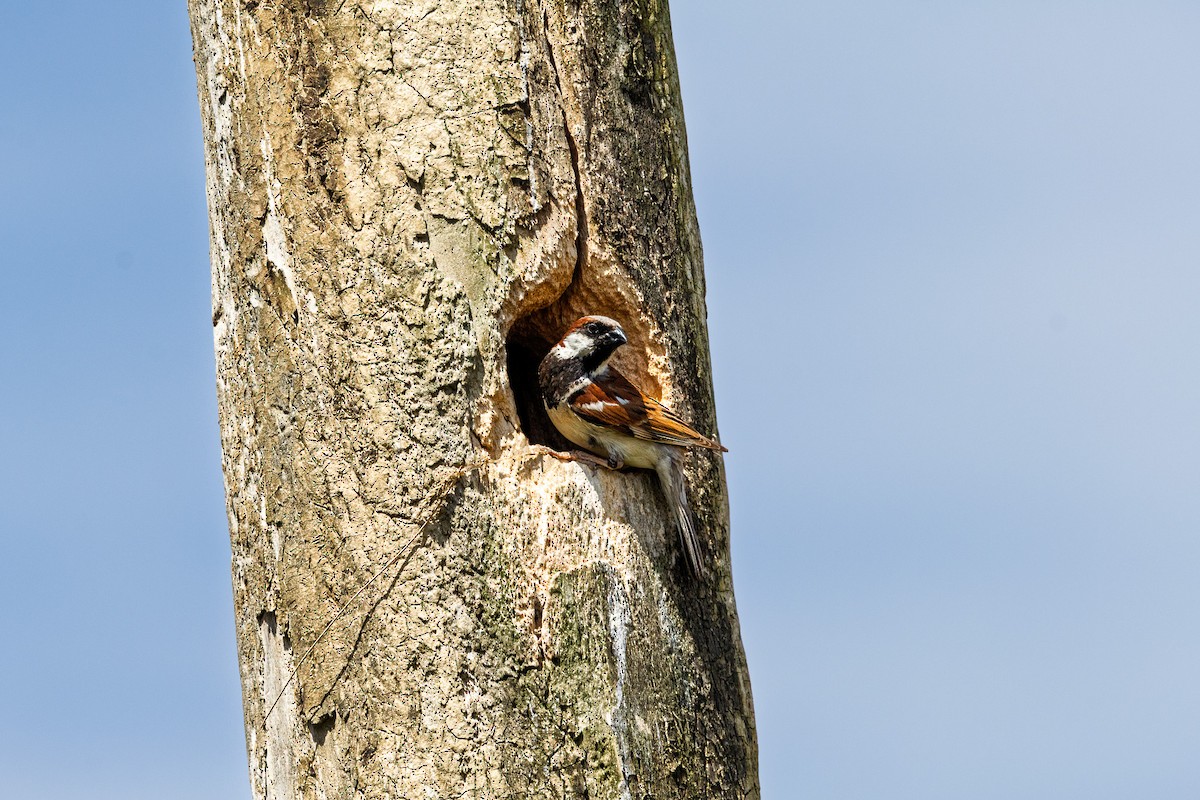 דרור הבית - ML646690523