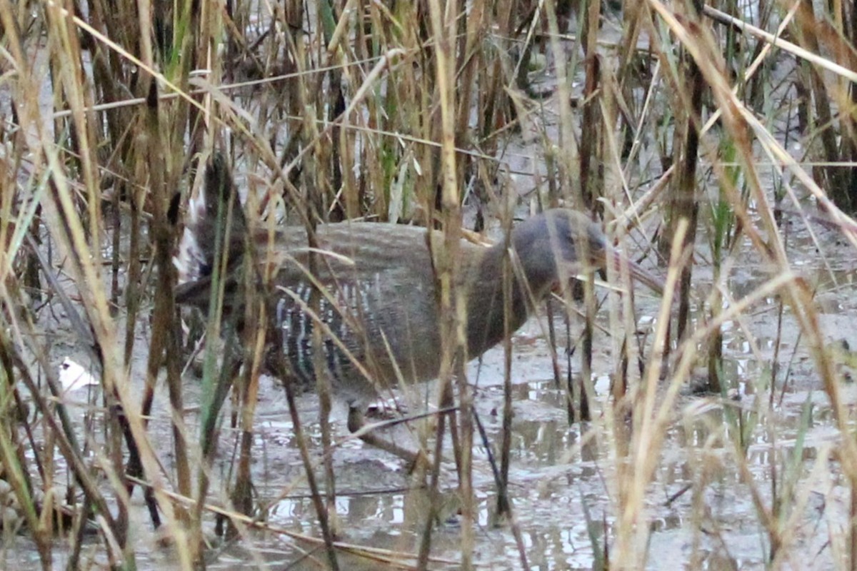 Карибский пастушок - ML646690524