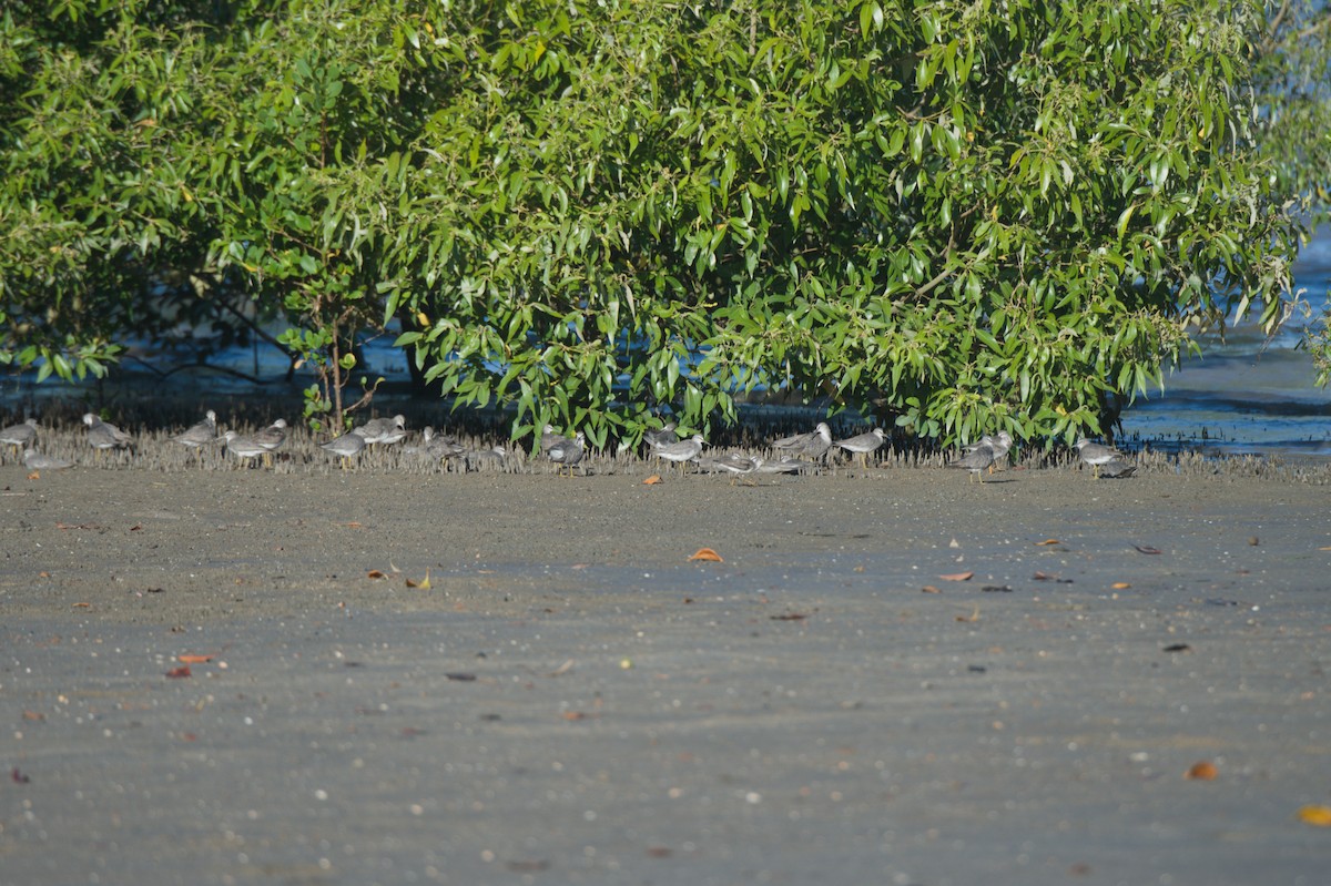 Gray-tailed Tattler - ML646690530