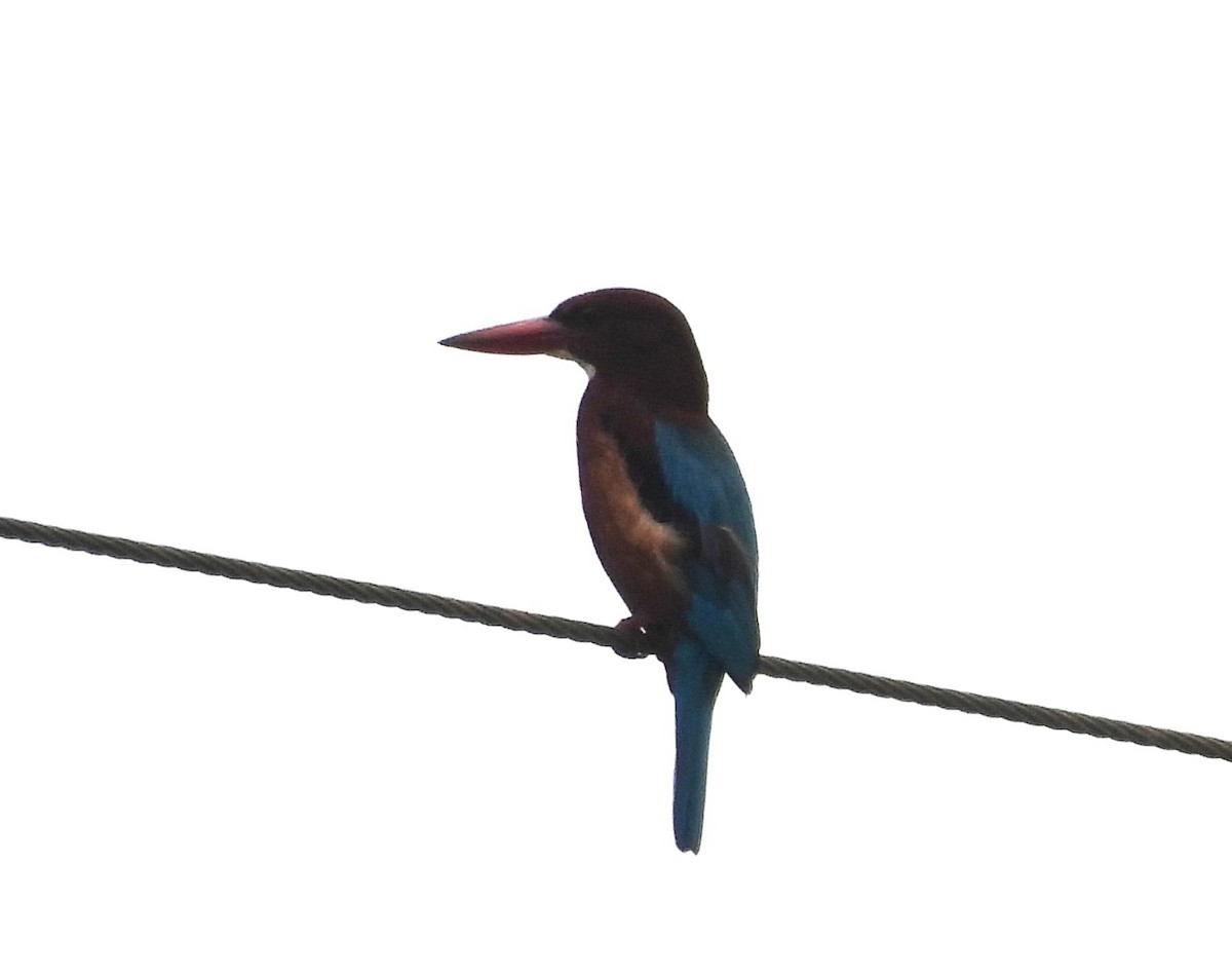 White-throated Kingfisher - ML646690531
