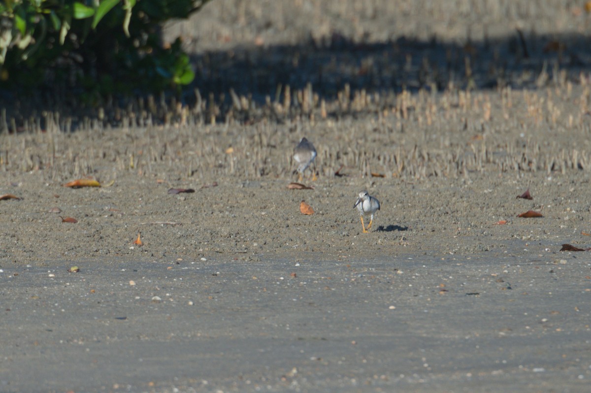 ソリハシシギ - ML646690534